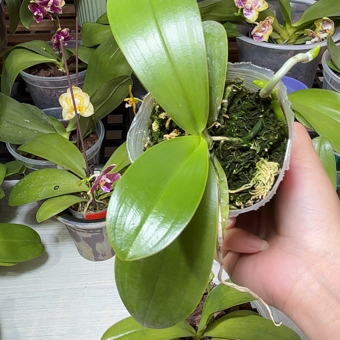 1***1当前无花栽培后可以开花