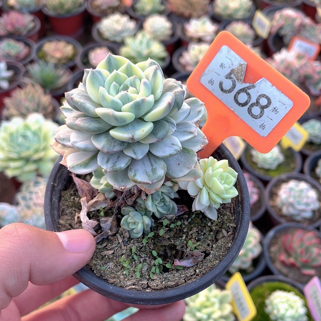 粉布偶锦568号多肉