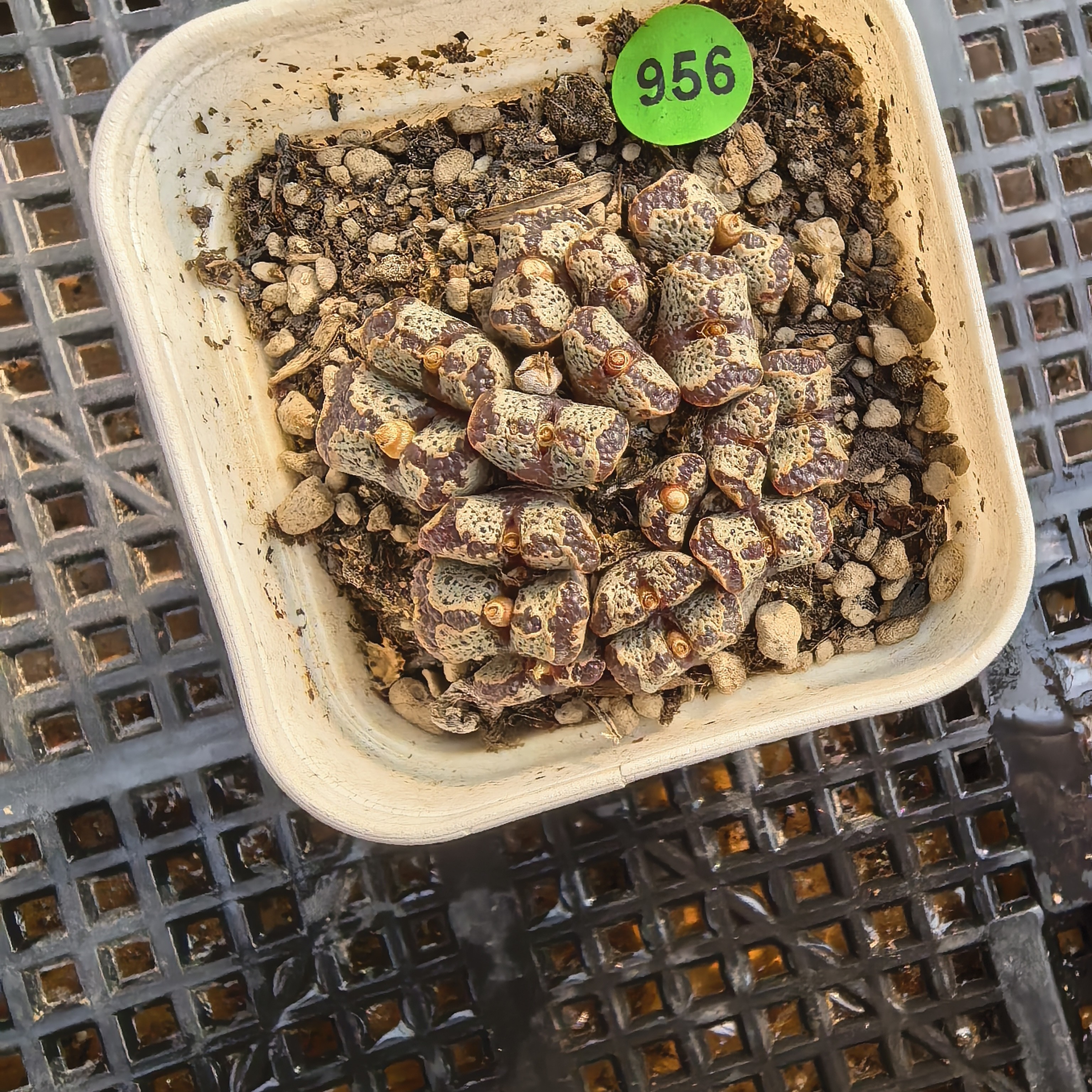 漂亮勋章17头带盆多肉956