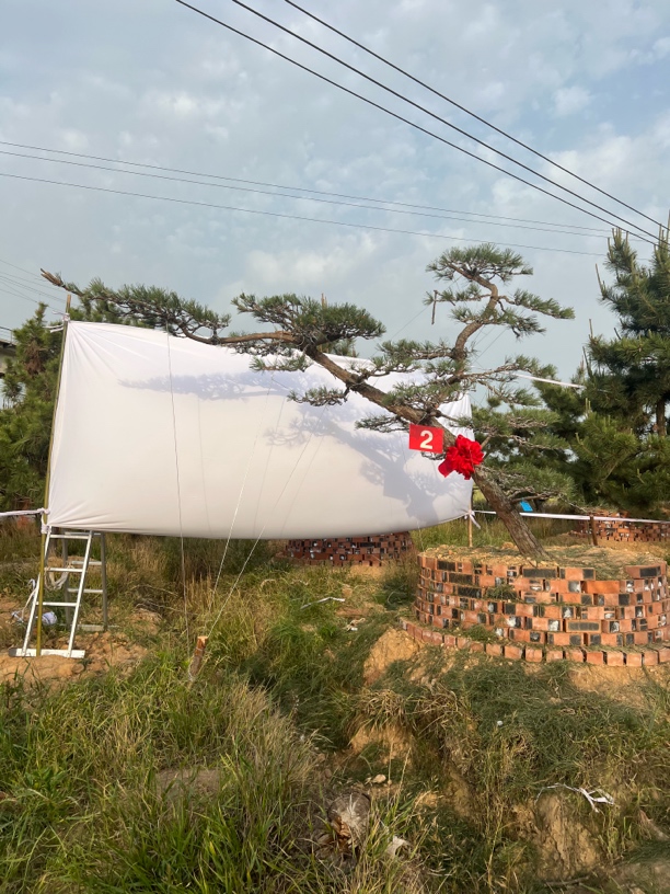 庭院别墅精品黑松