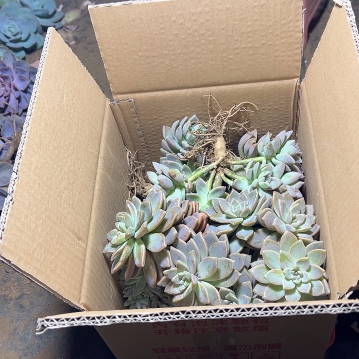 未***迟地栽淡雪装箱（包邮不包损）