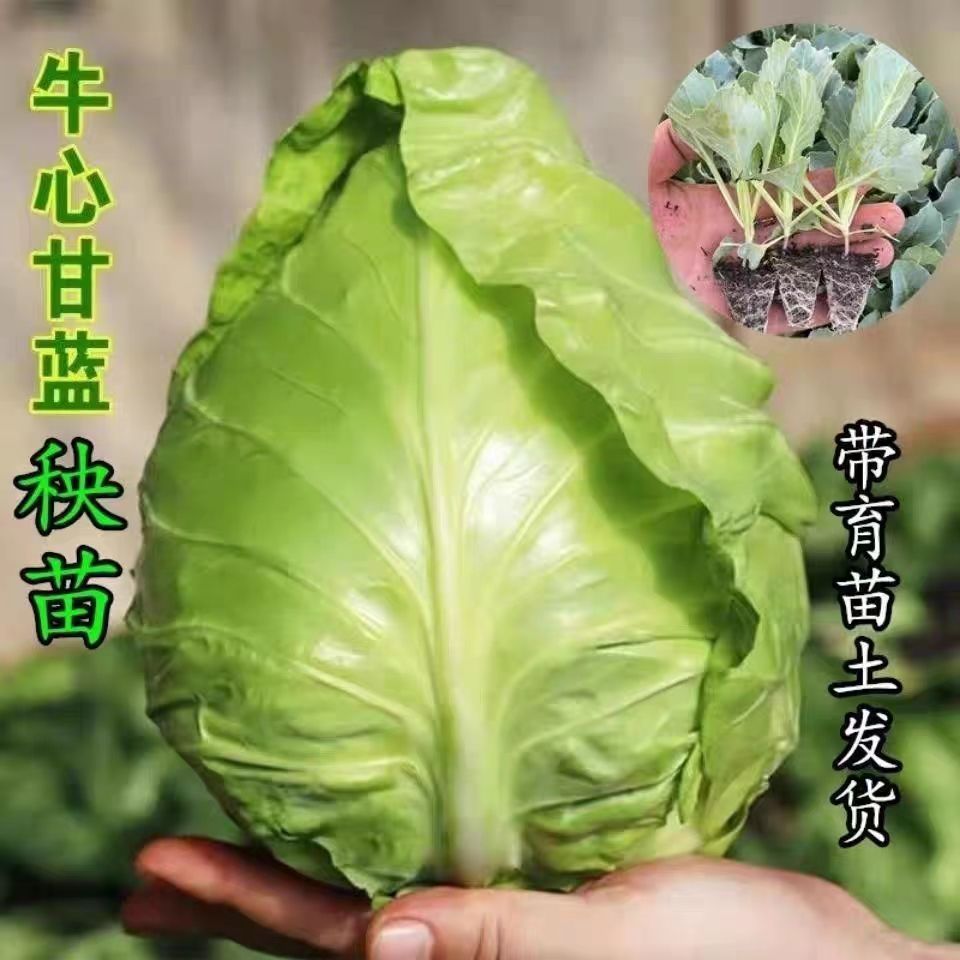牛心包菜苗牛心甘蓝卷心菜秋冬蔬菜庭院种植秧苗包菜种子包头菜苗