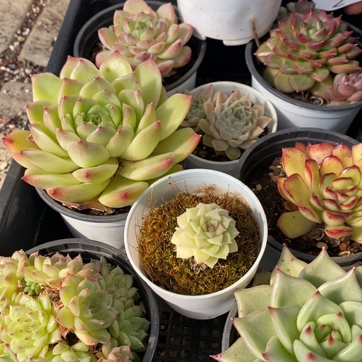 2 多肉植物盆栽花卉