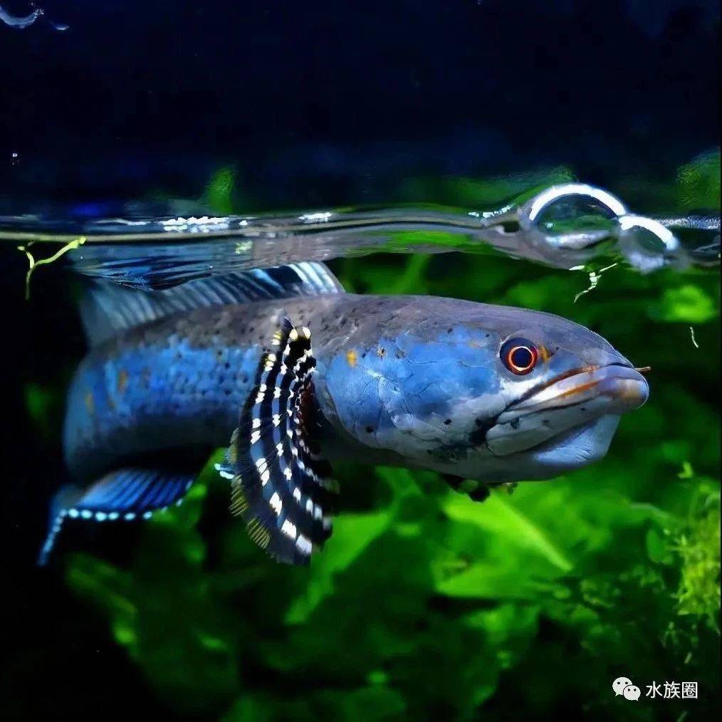 雷龙苗子一根，3-6cm