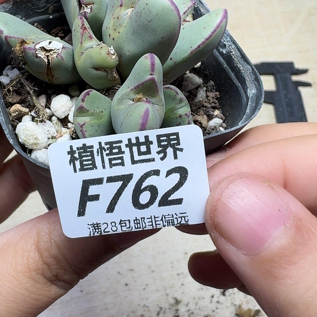 多肉植物的人生ghnn