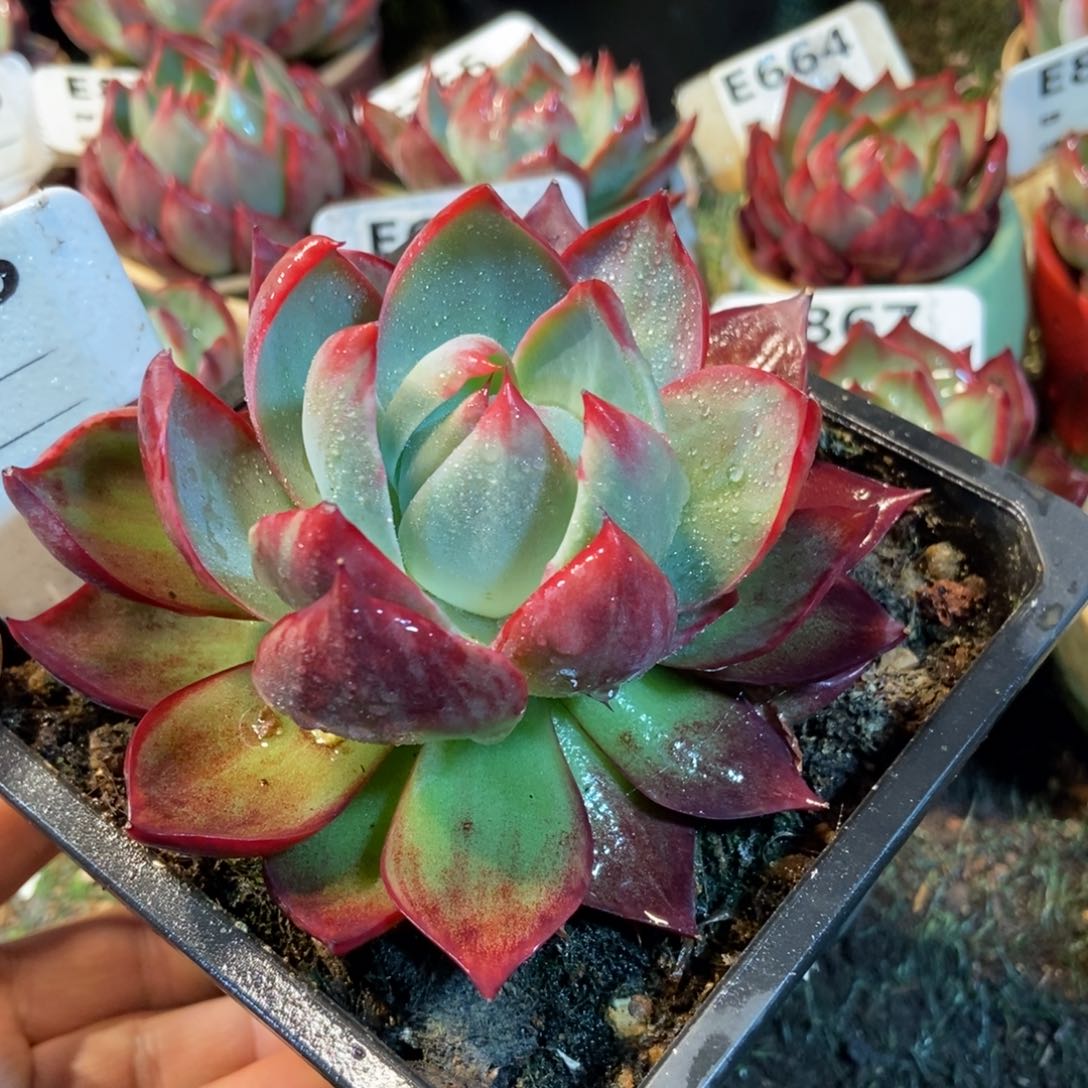 回*惊鸿一瞥786号楼多肉