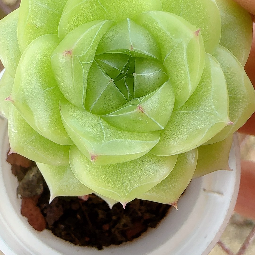 叶***真【闪购商品】1011-103孤品