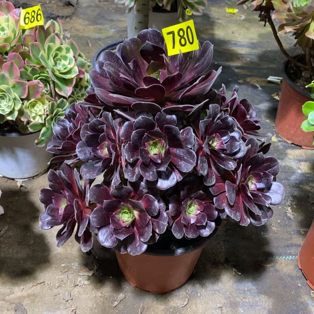 花纳多肉法师780