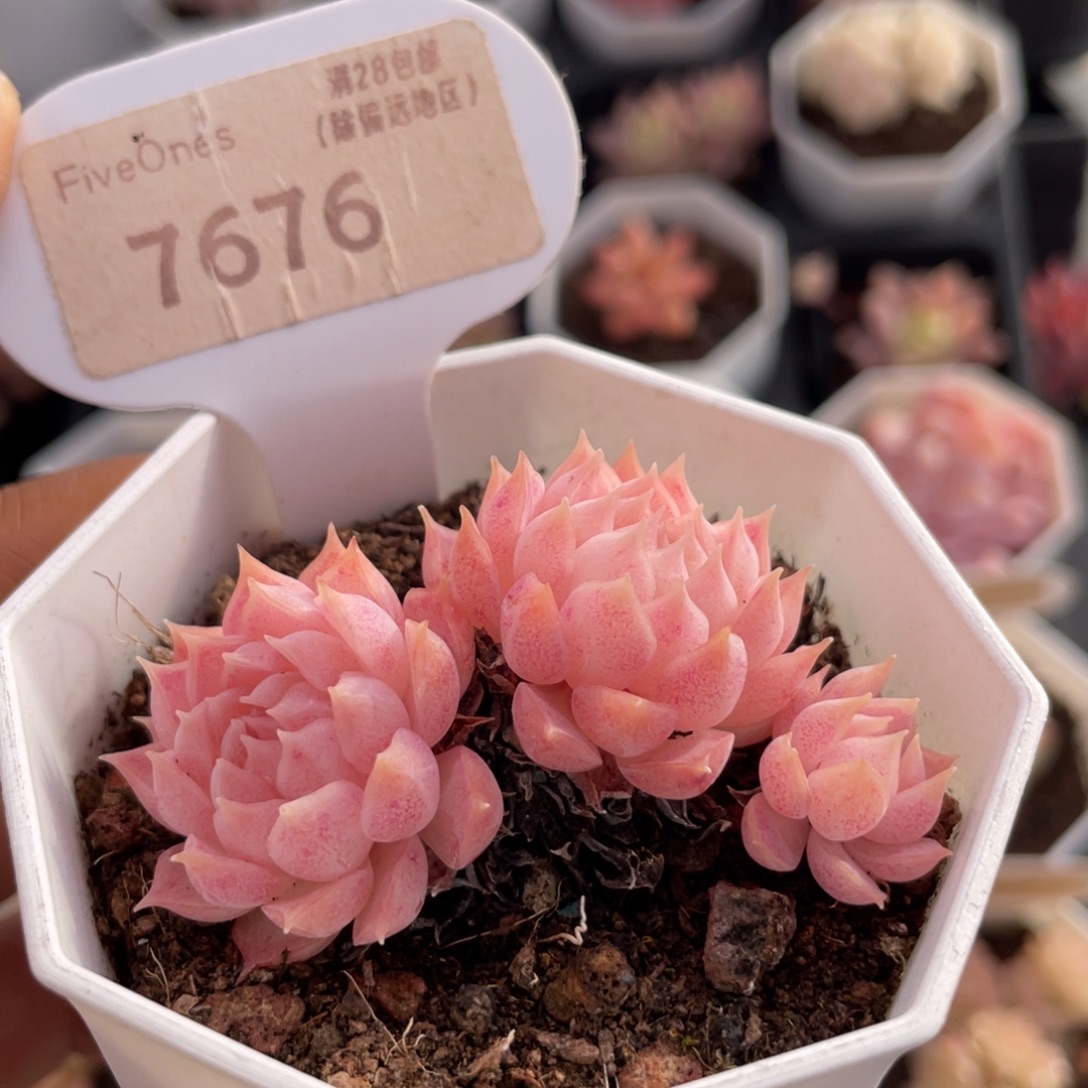 朱砂痣7676-5.5厘米