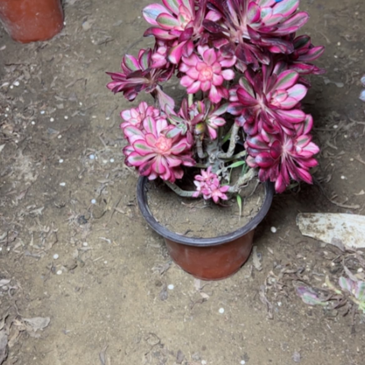 【闪购商品】B****）多肉植物砍过不售后85