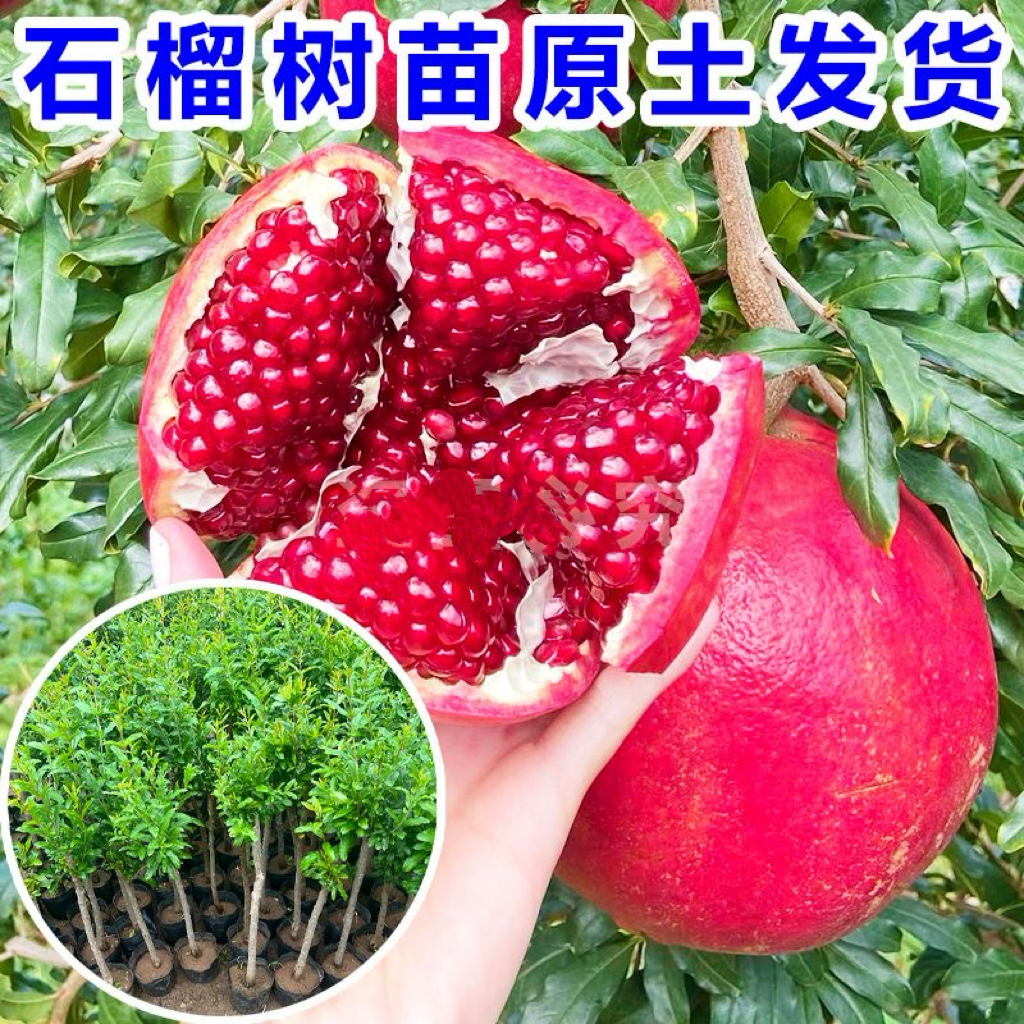 【原盆原土】石榴树苗红宝石软籽黑软籽南北方种植阳盆栽地栽果树苗