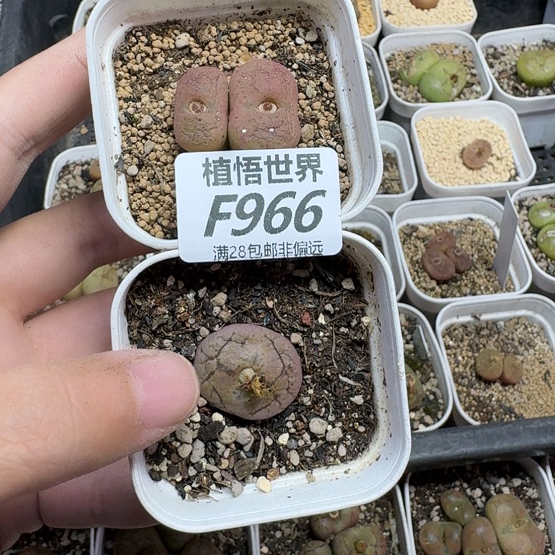 ****️多肉植物的人生fgjj