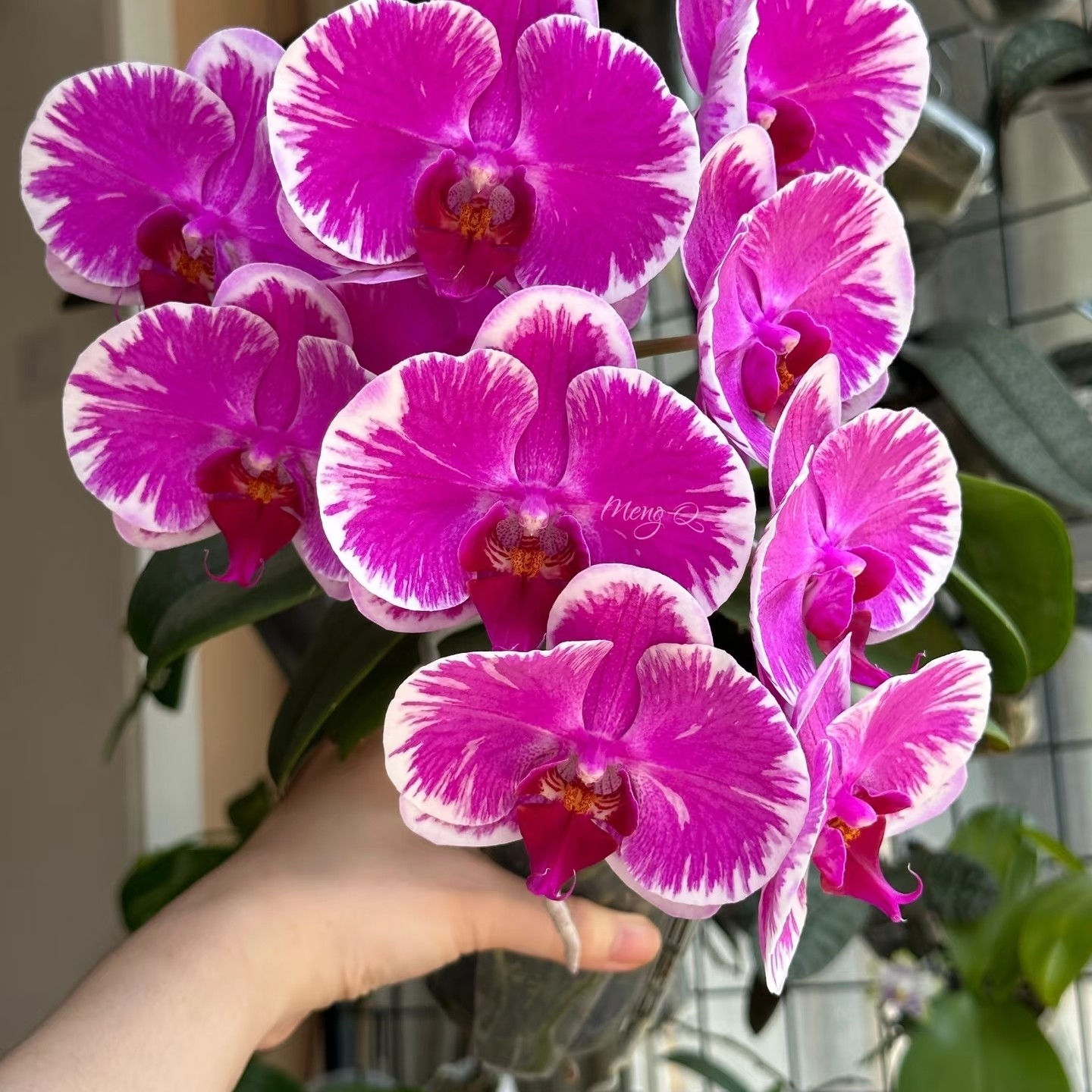 宾友之光蝴蝶兰2.8杯1花剑（收到如有轻微叶损的建议勿拍）