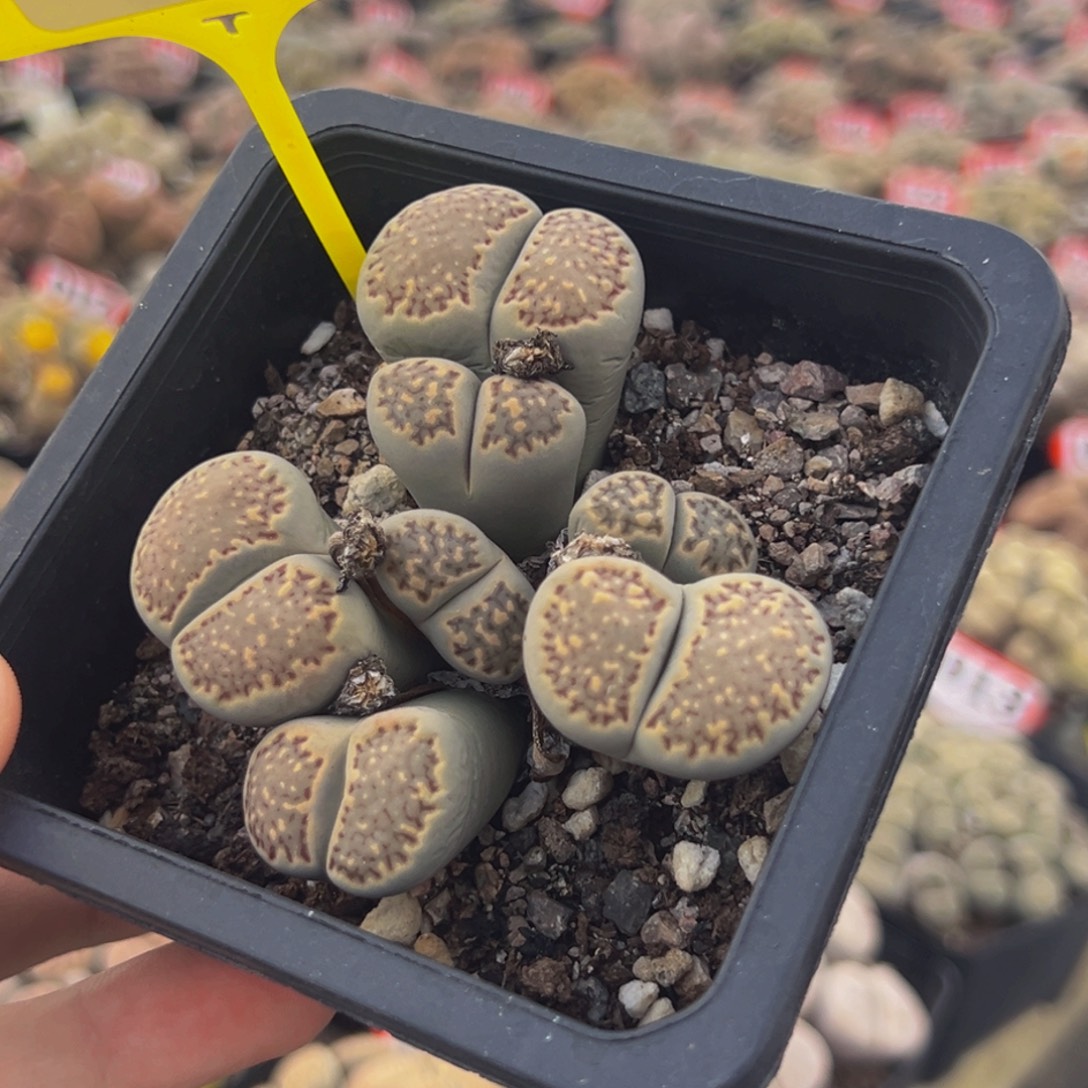 357 生石花大群生大群生