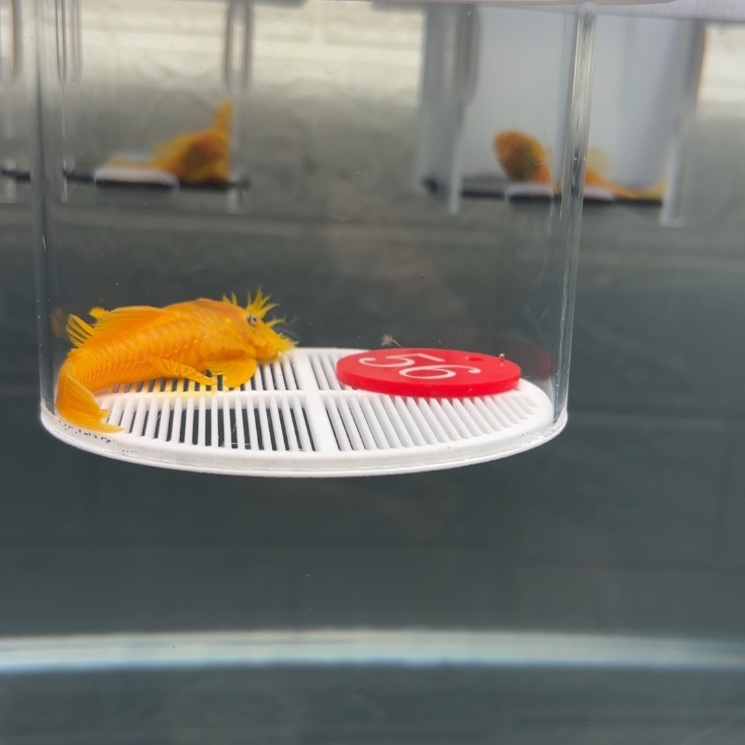 清道夫鱼56号牌8➕胡子公鱼