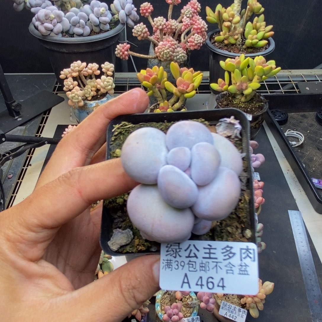 464芭比奶多肉5c m