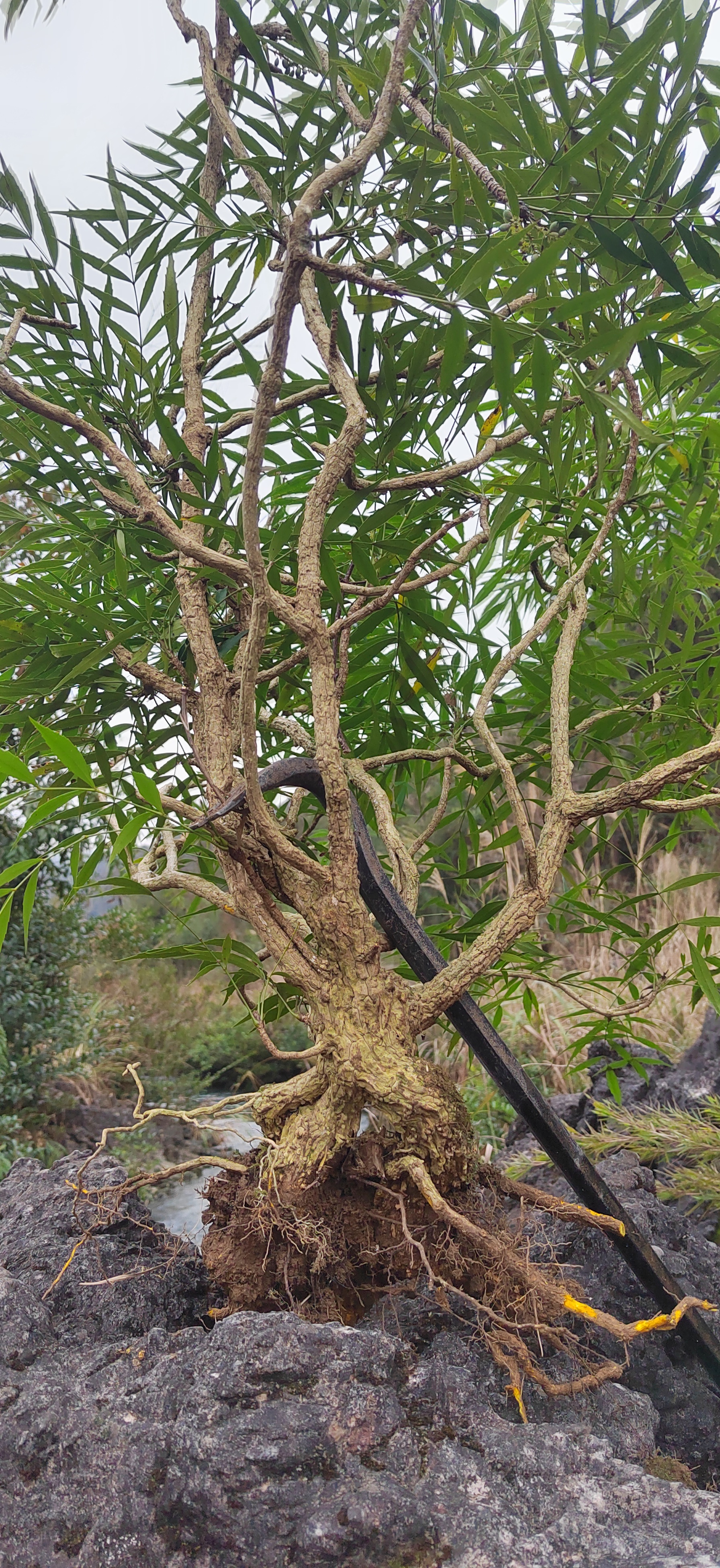 九里香，黑骨茶，雀梅，南天竹，朴树等等