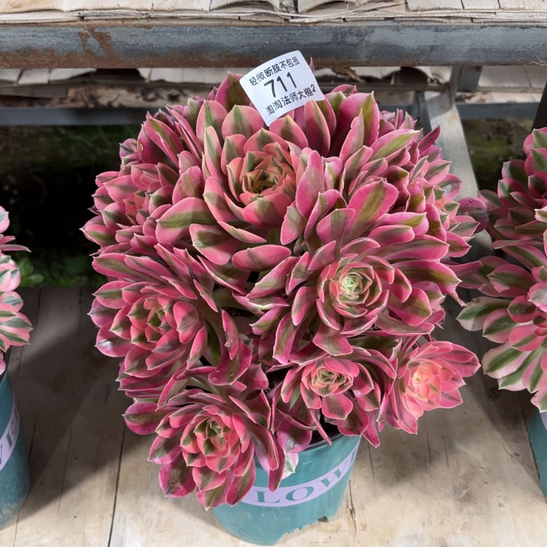 711粉女巫多肉植物法师