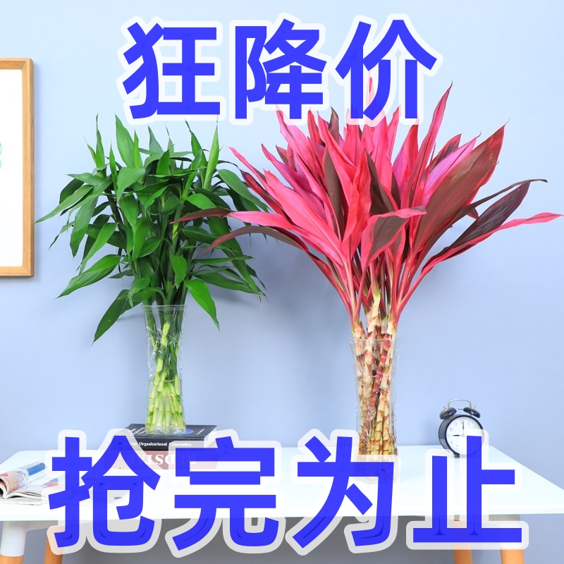 【稀有】紫竹鸿运当头富贵竹水养大叶水培绿植居家客厅窗台细支绿竹