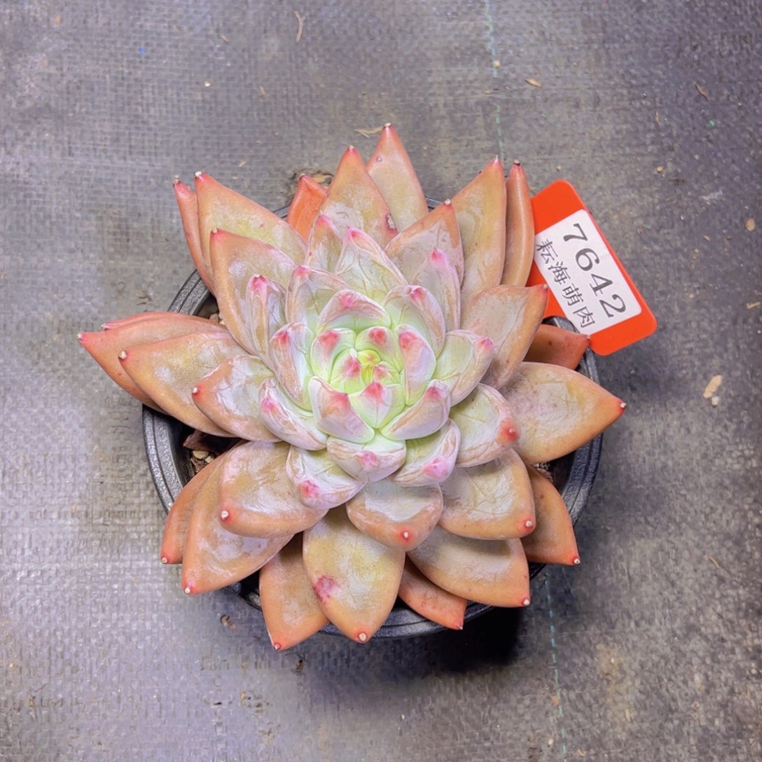 乐***歌圣徒7642多肉植物