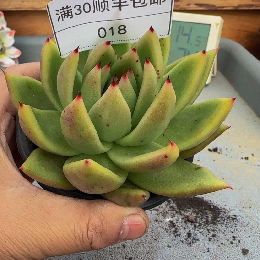 018东云新品杂多肉单头
