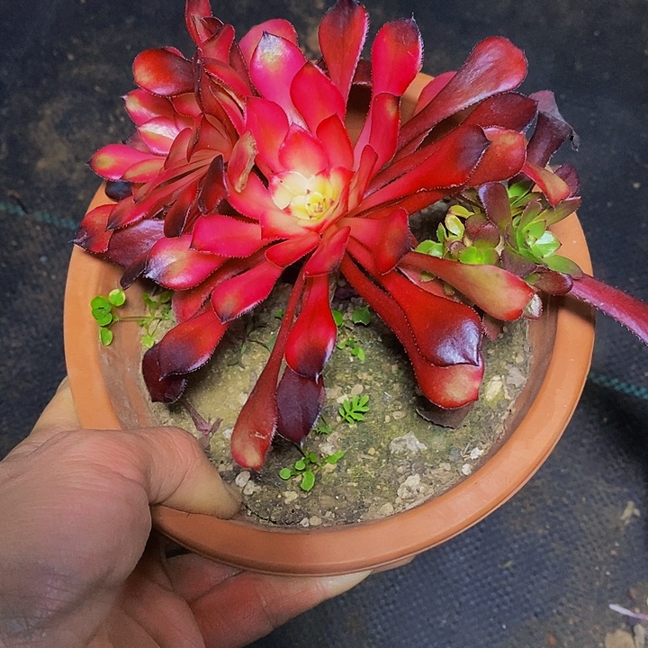 多肉植物保护研究所