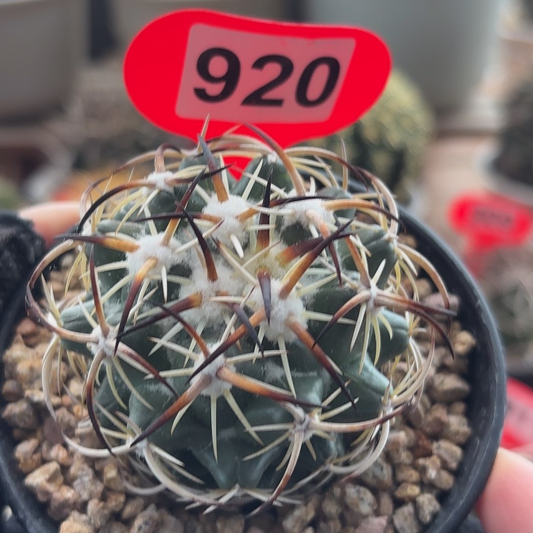 仙人球实生仙人球钢钉