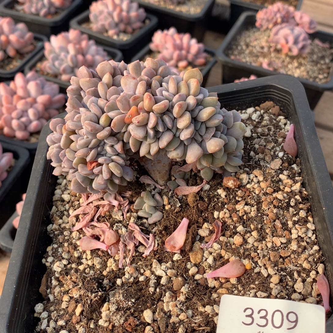 10厘米小树雪精灵缀多肉3309