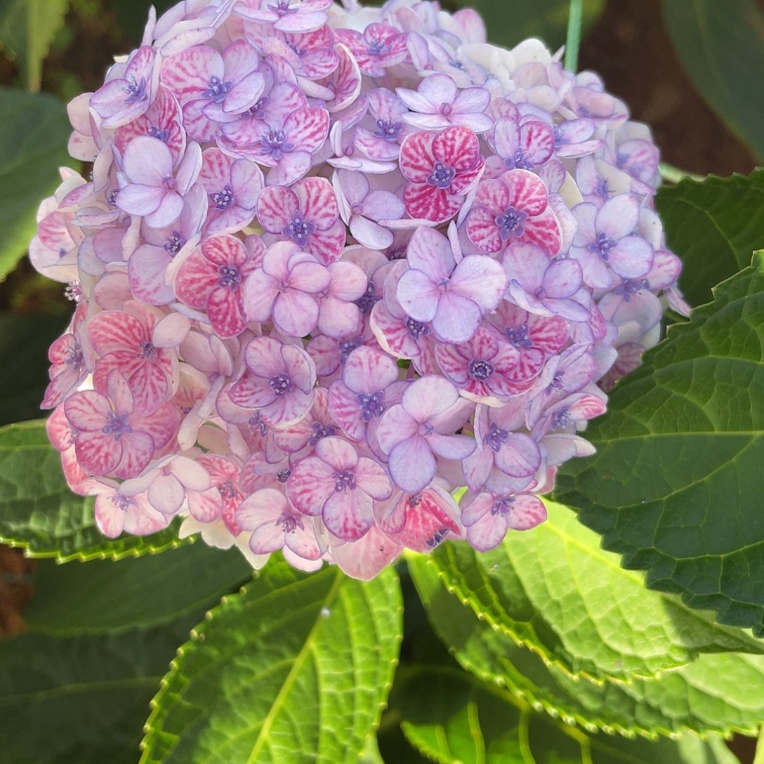 绣球切花一物一拍3枝起包邮，52