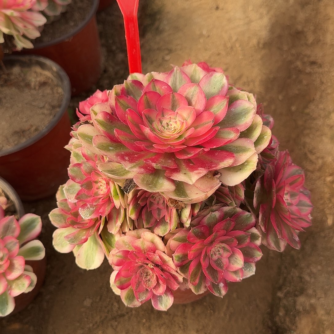 4157倾城多肉法师铭文