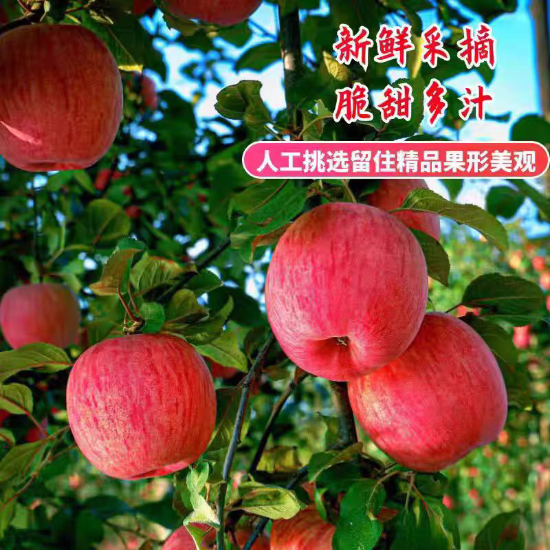 正宗阿克苏冰糖心丑苹果新鲜现摘脆甜多汁应季孕妇水果新疆直发