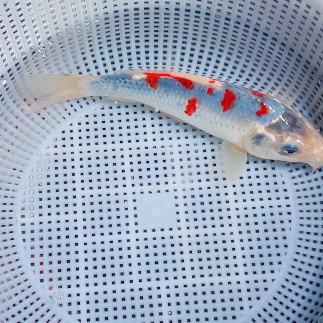 锦鲤锦鲤观赏鱼1111