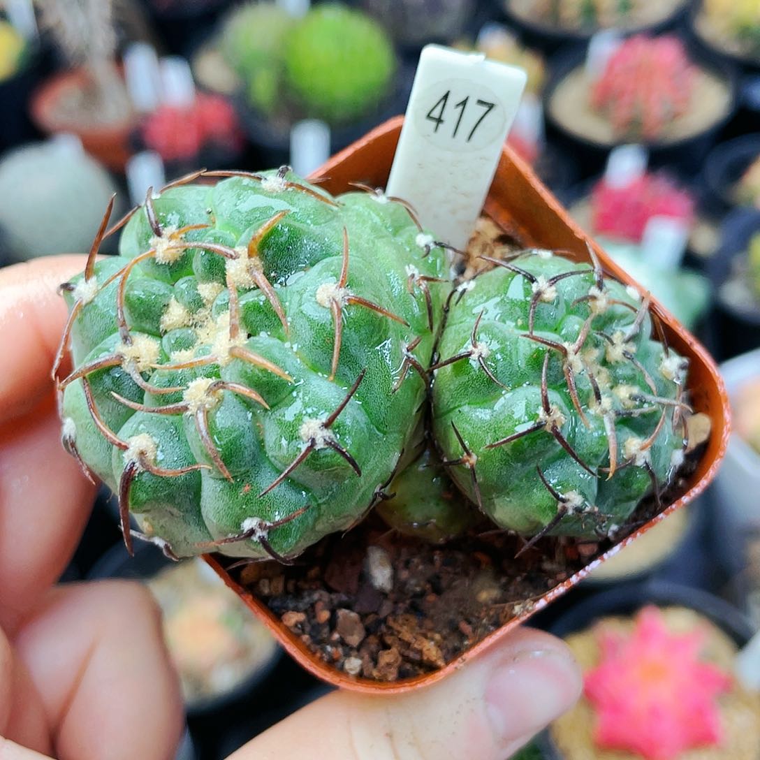 非偏远地区满25包邮