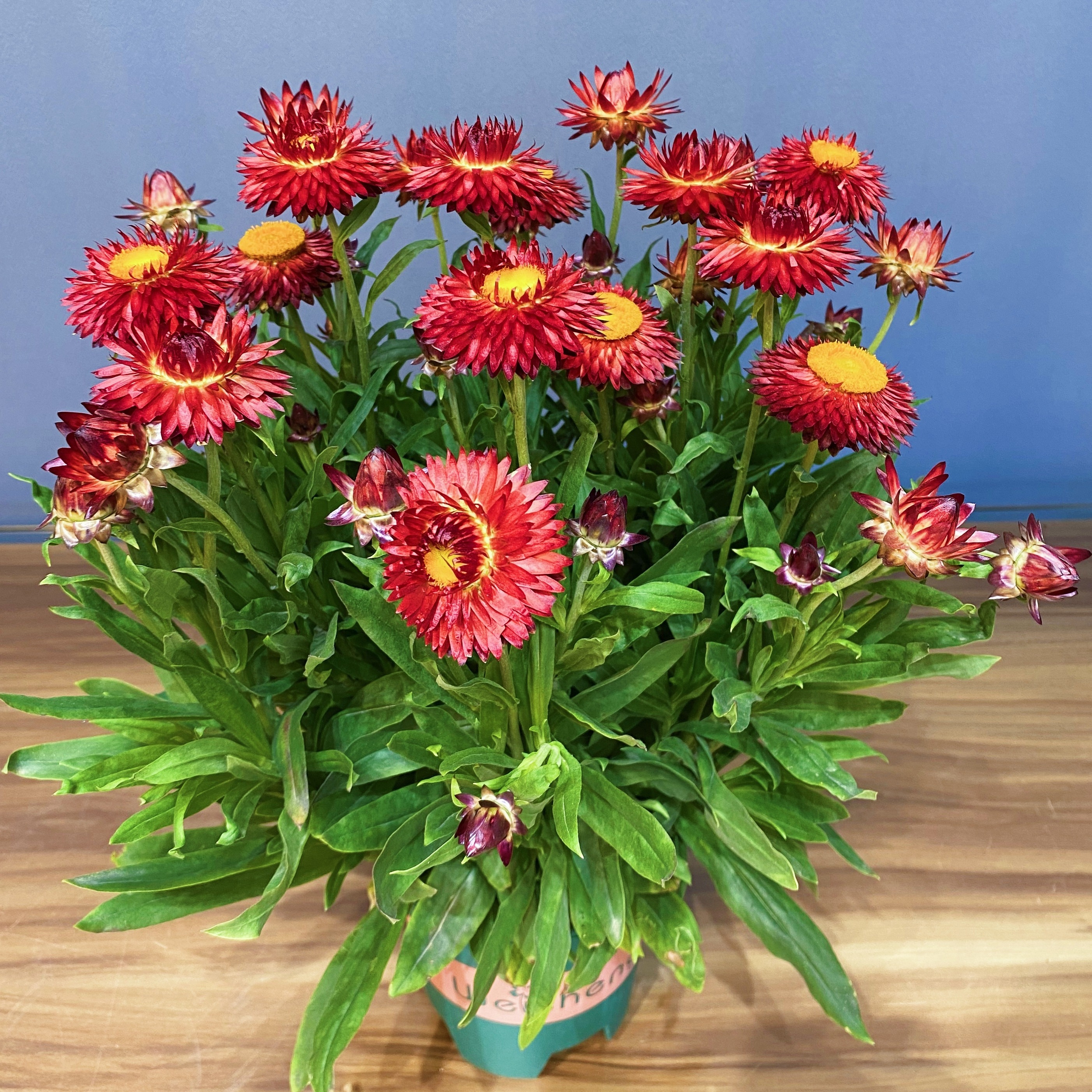 麦秆菊可做干花花期长花色多不褪色花型好看好养