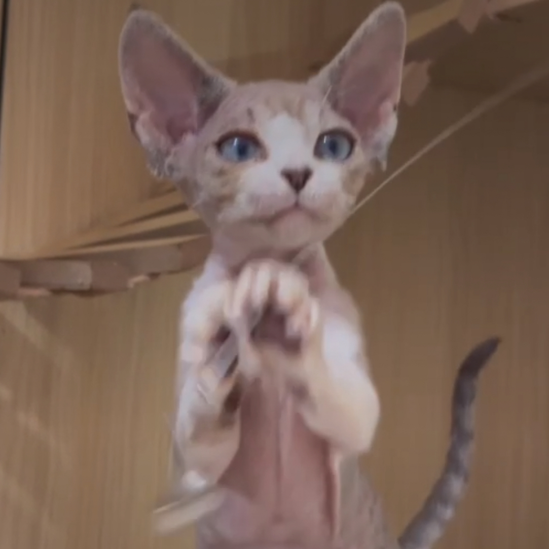 山猫开脸德文妹妹德文卷毛猫活体猫幼崽