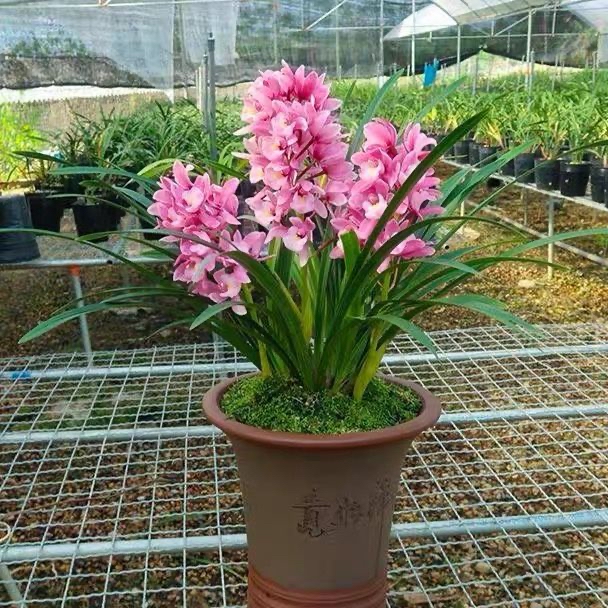 建兰四季兰 宝岛仙女 石斛三星彩 窗台阳台绿植夏季带土裸根