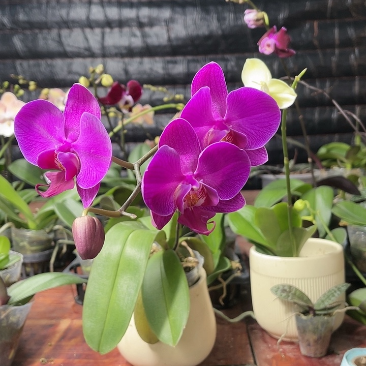 当前无花栽培后可以开花实生开花株