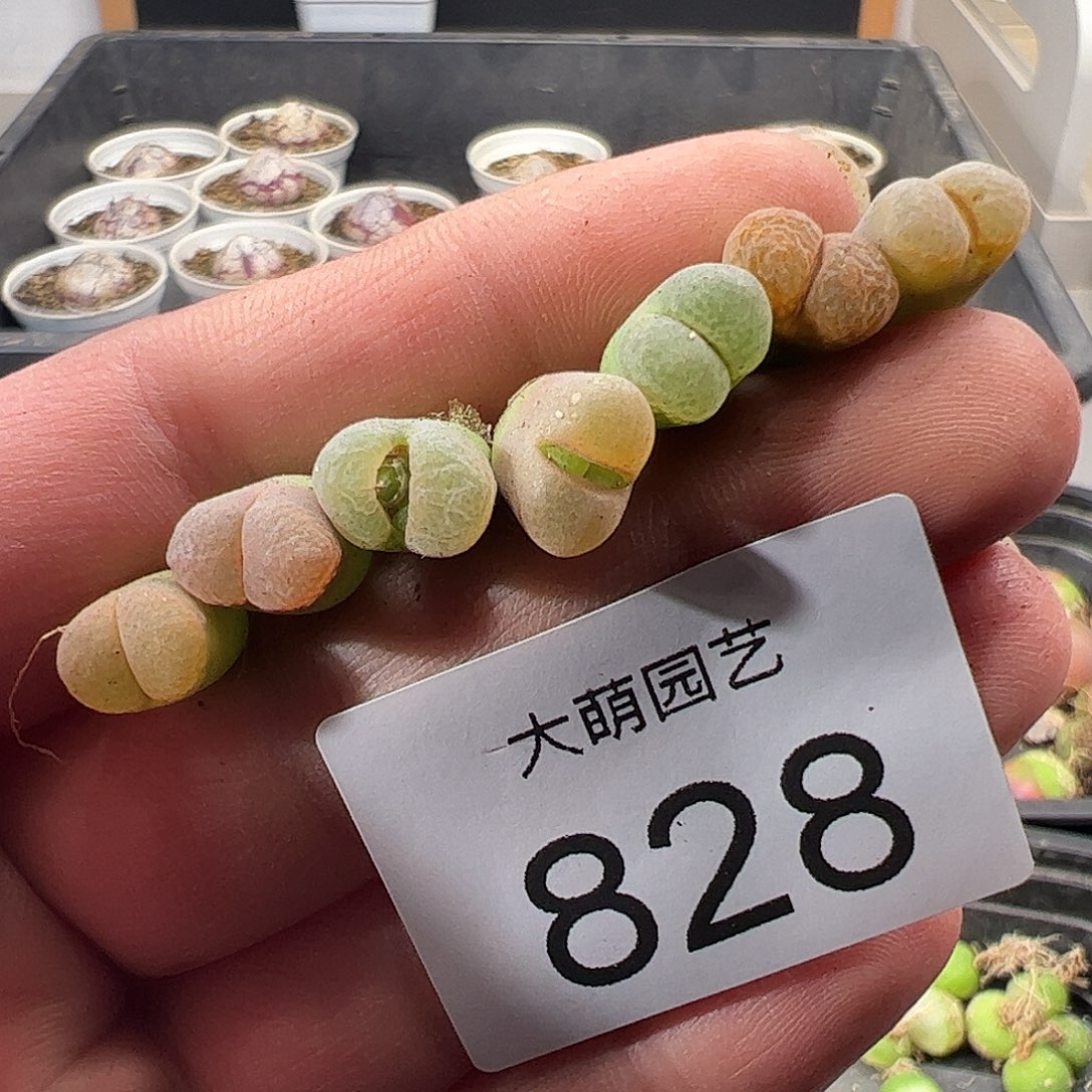 一物一拍。      828