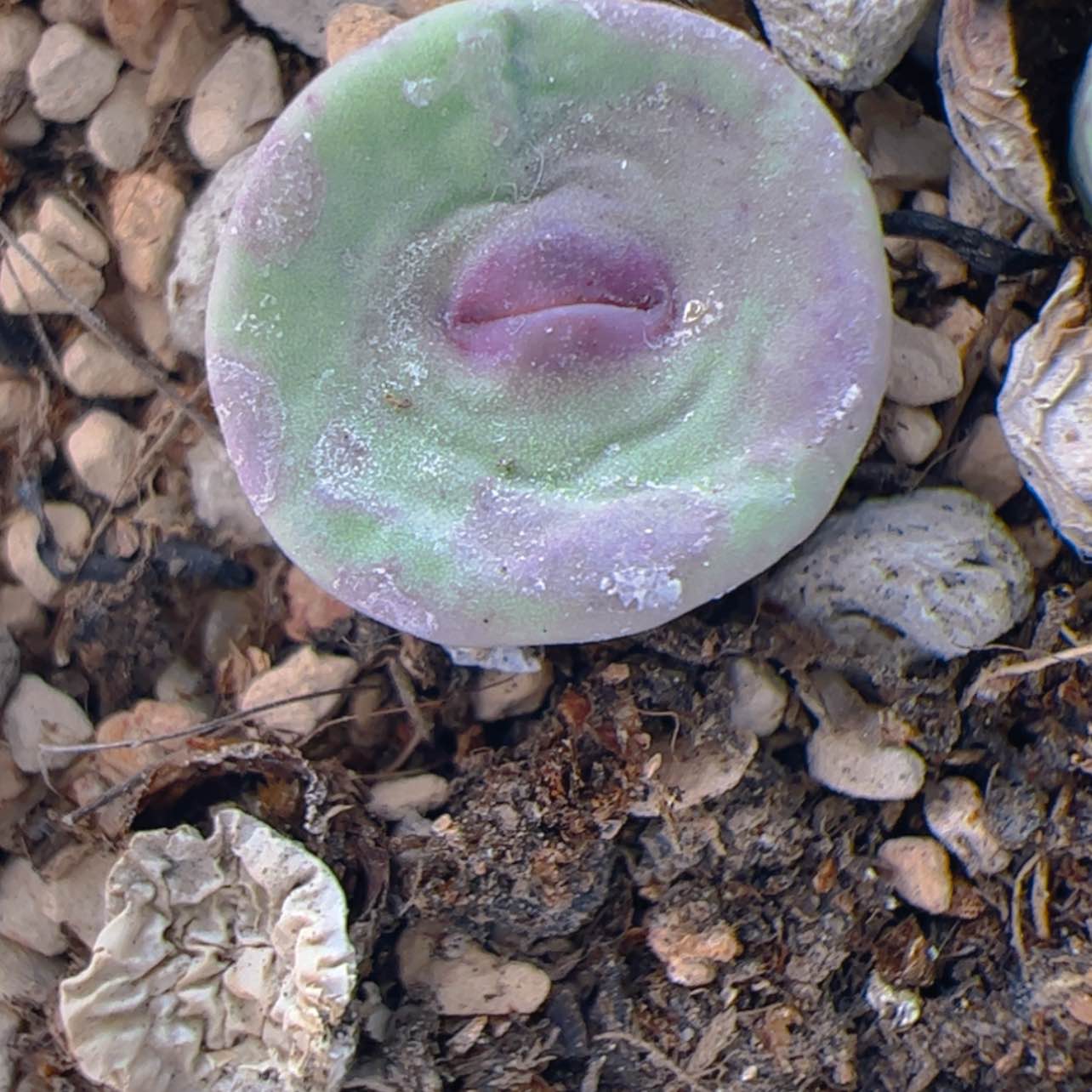 【闪购商品】0000003