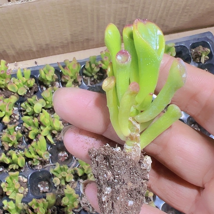 吸财树精品多肉植物大战