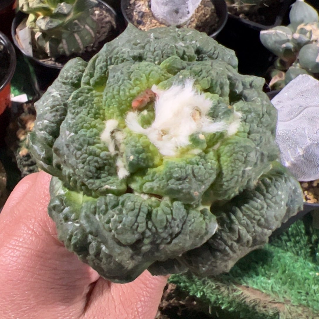 连山怒涛牡丹仙人球668