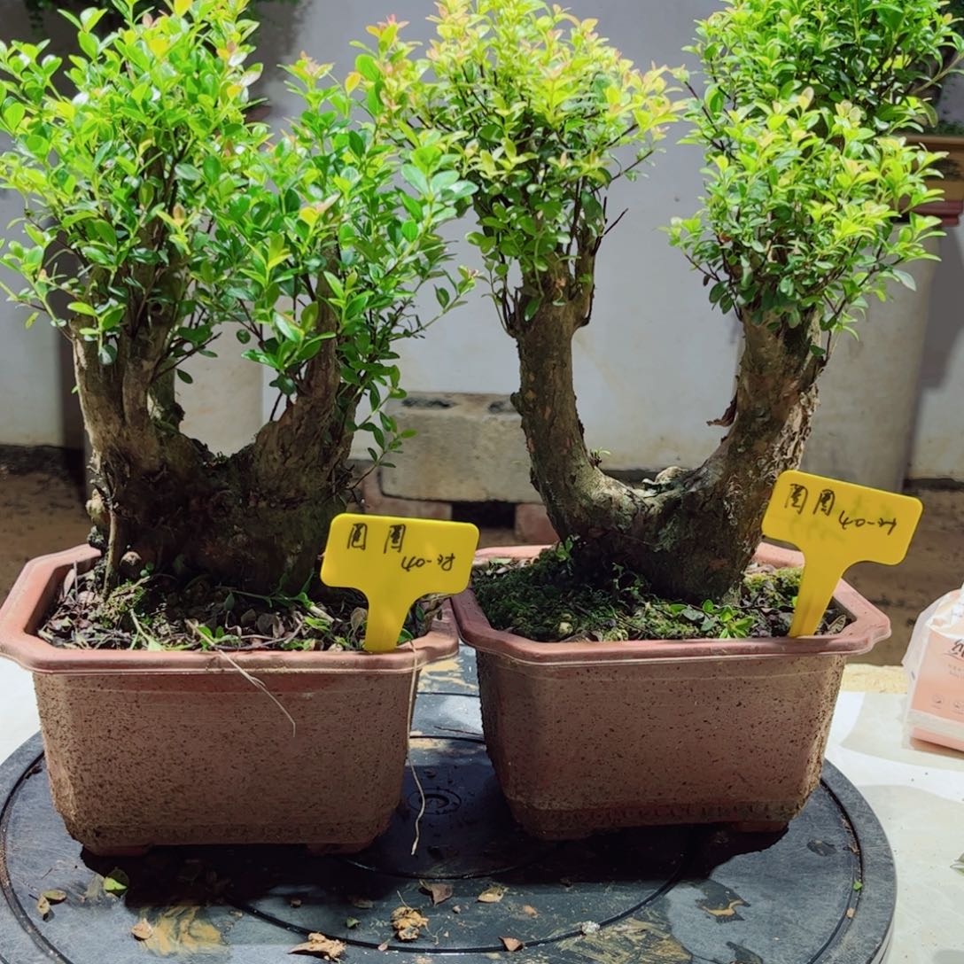 当前无花朵，栽培后可花朵