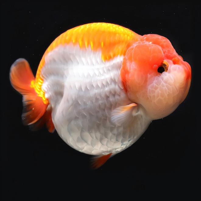 渔场直销，中国兰寿，一选后留养鱼苗，1公分左右，拍一单发16只，送4