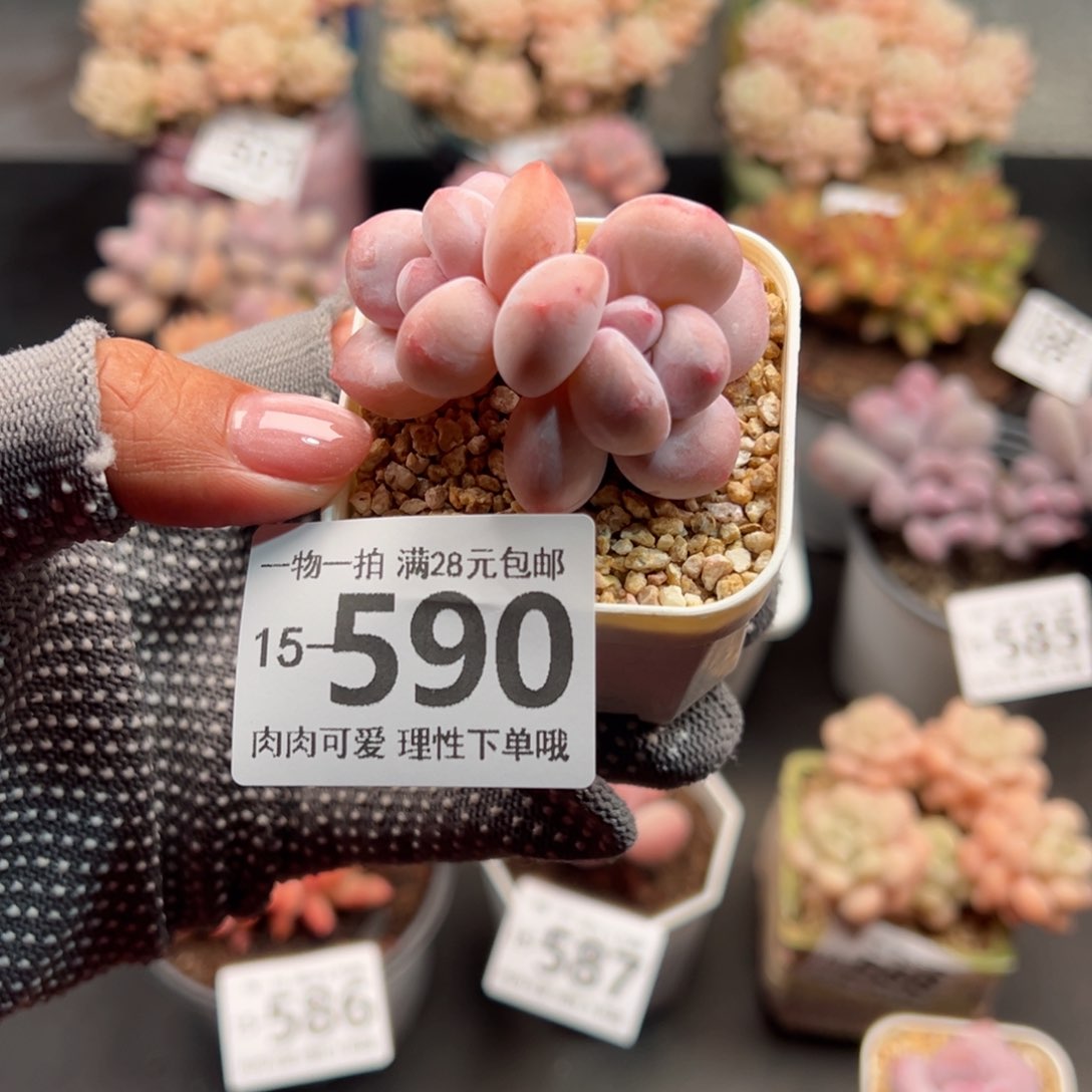 香水奶多肉多肉多肉多肉多肉