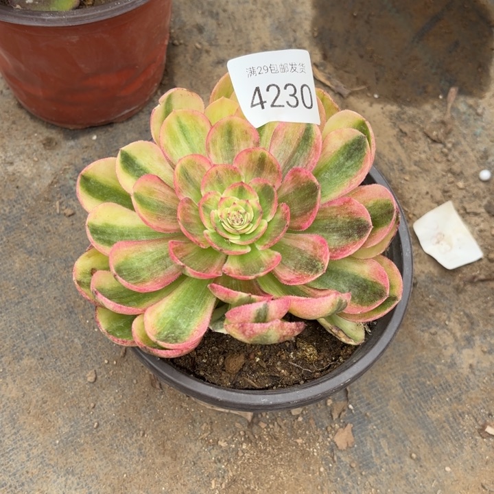 火龙果多肉法师4230