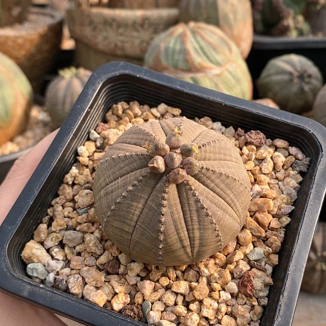 欧系实生布纹球多肉植物
