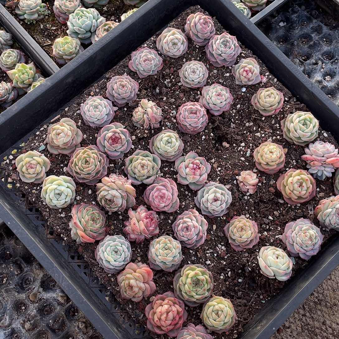 ـ***▗263。 定。               