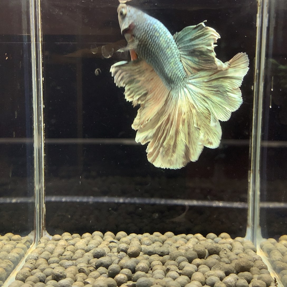 斗鱼七弟泰国斗鱼343