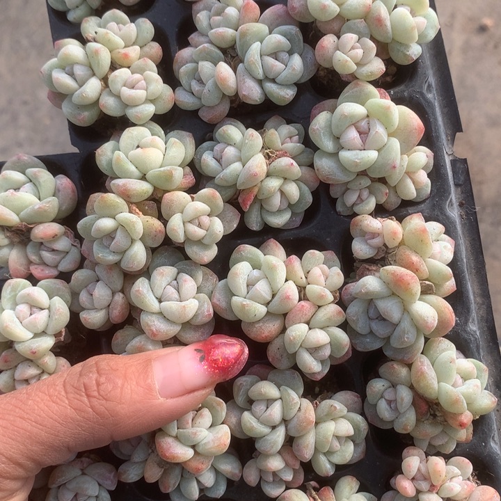 冰玉三头5颗。包邮。多肉