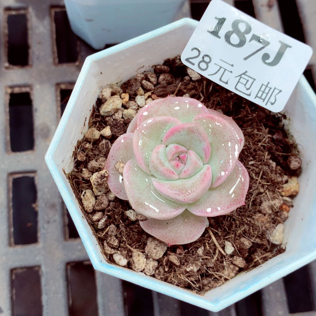 5厘米盆精控多肉187 